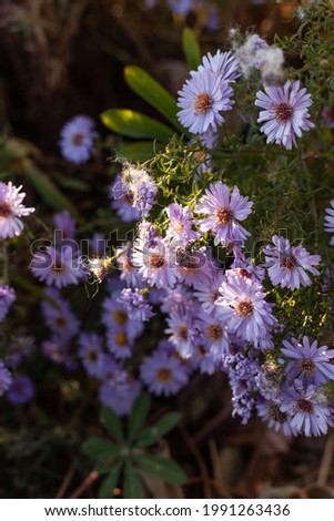 Alpine Aster (Aster alpinus). Decorative garden plant with blue flowers. Blooming carpet of purple aster dumosus. Autumn nature background with beautiful perennial asters flowers.