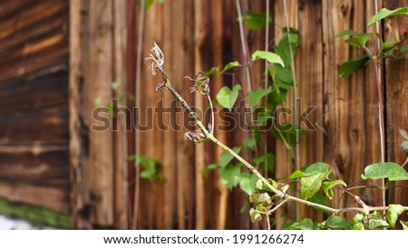 stems of a flower of clematis in aphids against a background of a wooden wall. the problem of pests and parasites for the home garden. floriculture and horticulture. panoramic banner, copy space.