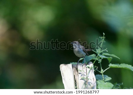 Rossignol philomène Luscinia megarhynchos en sous-bois près de son nid Royalty-Free Stock Photo #1991268797