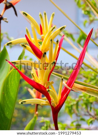 Heliconia psittacorum (Golden Torch) flowers with leaves, Tropical flowers in garden