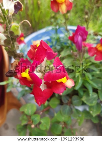 Snap dragon with Reddish, white and yellow colours