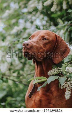 Hungarian hound pointer vizsla dog  in summer time in the flowers Royalty-Free Stock Photo #1991298836