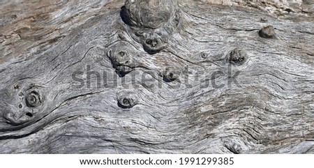 Weathered surface of a tree