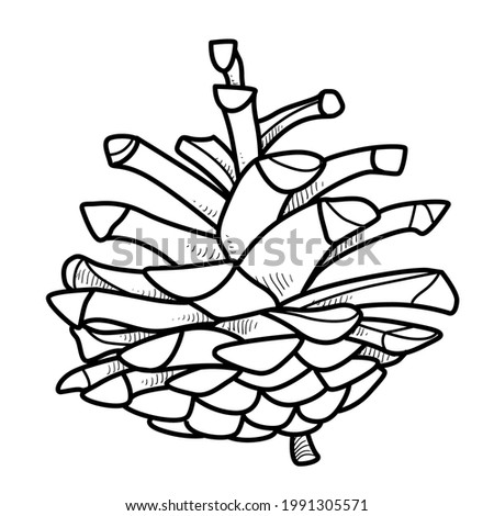 Pine cone object outline for coloring on white background