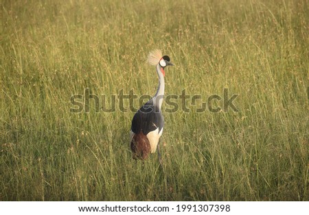 Crowned Crane Bird - Masaimara,National park,
Kenya,Africa