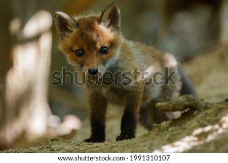 Cute little red fox cub standing in front of the den. Small fluffy animal baby. Red fox, Vulpes vulpes, wildlife, Slovakia.