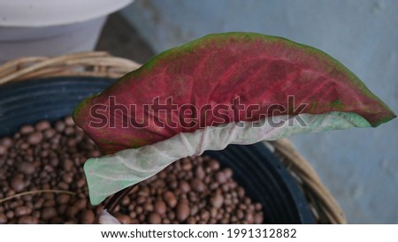 Close up leaf of epipremnum pinnatum variegated green plants concept.
