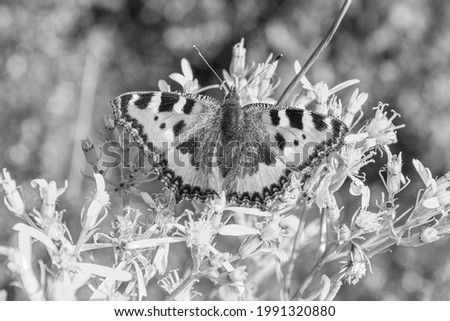 Black and white picture of butterfly Small Fox Tortoiseshell Aglais urticae on flowers in Harz Germany.