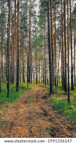 Photo of a path in the forest,surrounded by firs and pines