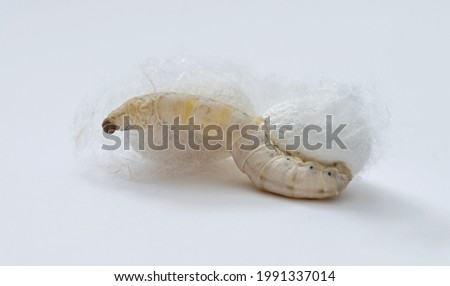 Silkworm make cocoon on white background. Royalty-Free Stock Photo #1991337014