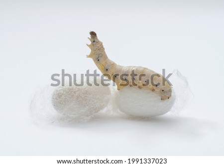 Silkworm make cocoon on white background.