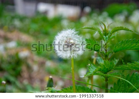 dandelion in the glade of Russia 