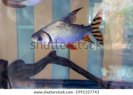  The other fish in aquarium