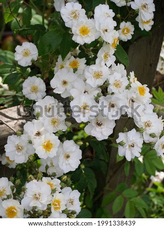 Vertical portrait of a white climbing rose with many blooms Royalty-Free Stock Photo #1991338439