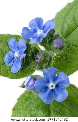 Whole fresh twig of  Anchusa plant with blue flowers close up on white background