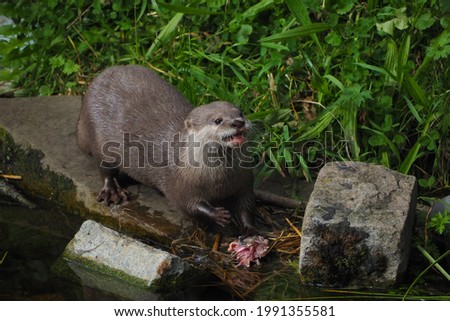 Asian short clawed otter eating a fish head and enjoying it
