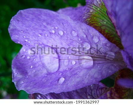 Drops on the iris in the garden.
Macro
