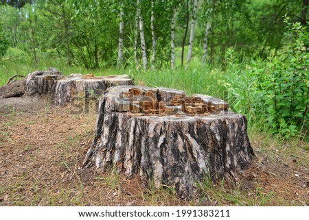 tree stumps in the forest on the forest and birch trees background