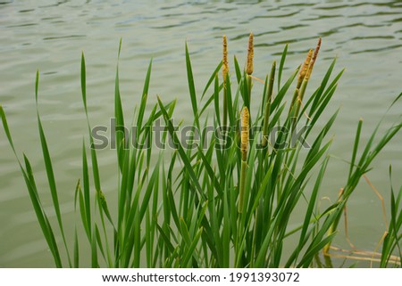 reeds on the pond in the forest