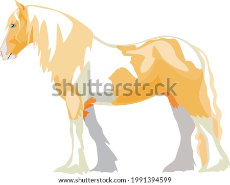The Palomino piebald horse is a Gypsy harness horse, Tinker or Irish Cob. Vector illustration