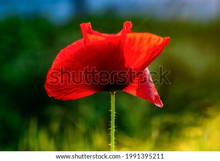 Papaver rhoeas or common poppy, corn poppy or red poppy is an annual herbaceous species of flowering plant in the poppy family,  Papaveraceae. With red translucent bright petals and  in a meadow.