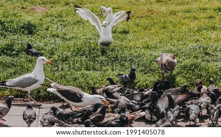 A picture of spring with seagulls and pigeons on the grass.