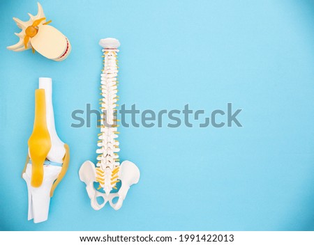 Medical mockups of the human spine, knee joint and intervertebral disc on a blue background. The concept of treatment of the human musculoskeletal system, osteoporosis, diseases of bones and joints.  Royalty-Free Stock Photo #1991422013