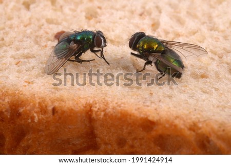Close-up of flies on sandwich bread  Royalty-Free Stock Photo #1991424914