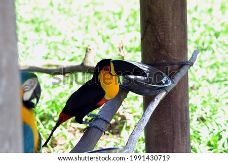 Photo of a toucan found in a city park in Belém, Brazil.