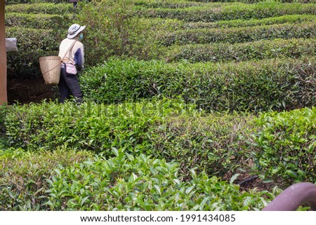 Photo of farmer harvesting oolong tea