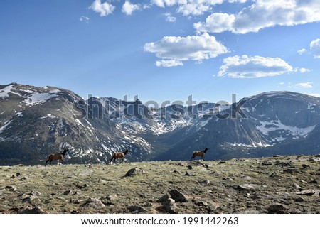 Rocky Mountain National Park, Colorado. Landscape picture of Elk and Mountains in background.