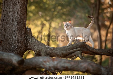 Tabby cat in the summer on the roots of a tree in the sunset Royalty-Free Stock Photo #1991451251
