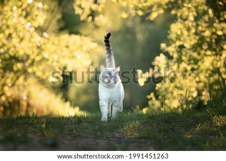 Tabby cat in summer walks on the road in the forest