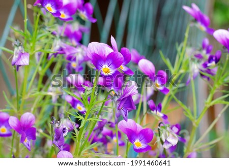 Small purple pansies growing in a flower pot by the house outdoors. Decorating the garden
