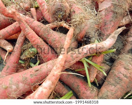Pile of ripe unwashed red Carrots after harvesting are lying on ground in sunlight. Close up picture of Carrots. Photo of Carrot product of Pakistan. Pakistani rural tradition