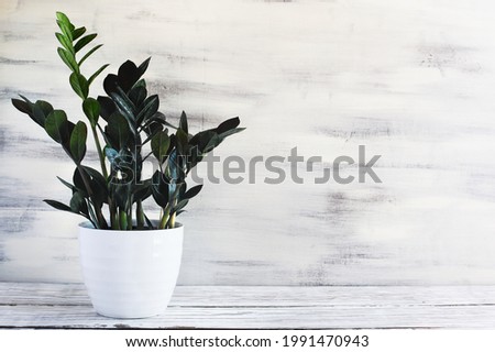Potted ZZ Dowon Plant, Zamioculcas Zamifolia, houseplant over a rustic wood table with free space for text.