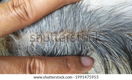 fingers open the horse's hair to see lice