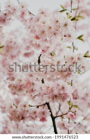 Floral background from sakura.  Background of delicate pink color from blooming flowers