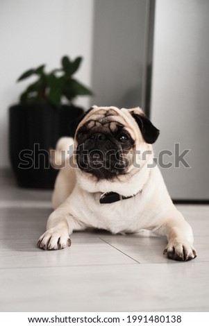 Curious pug dog feels lonely when the owners are not near him, meaning he is a velcro dog