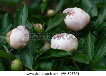 white peony buds in the garden