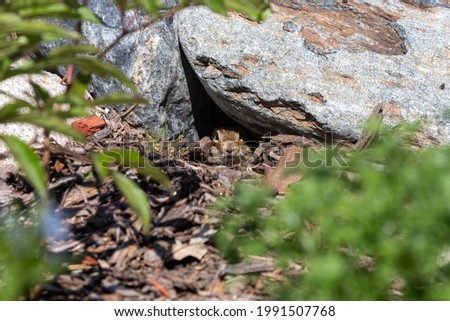 Thirteen-lined ground squirrel (Ictidomys tridecemlineatus) in the garden