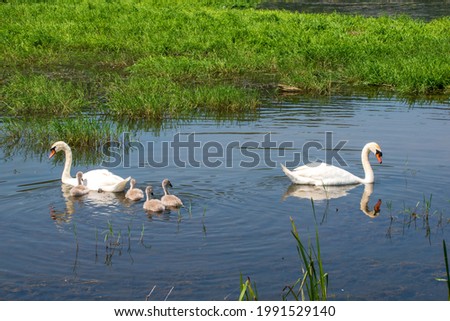 Romania Danube Delta - family of swans together
