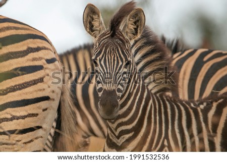 close up photo of zebras