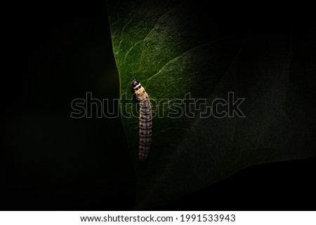 Little caterpillar climbs on green leaf