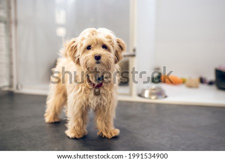 Picture of a cute dog in a pets hotel looking serious