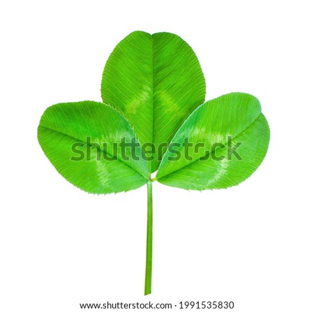 green leaf of clover shamrock St. Patrick's day isolated on white background