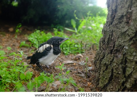 Magpie chick sits on the grass near the tree. Close-up of a magpie. Beautiful black and white bird in wildlife. The cell fell out of the nest. Blurred background