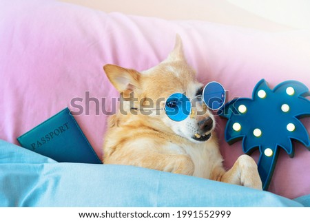 funny dog resting in bed wearing glasses, next to a passport and a palm tree - time to relax vacation trip	
