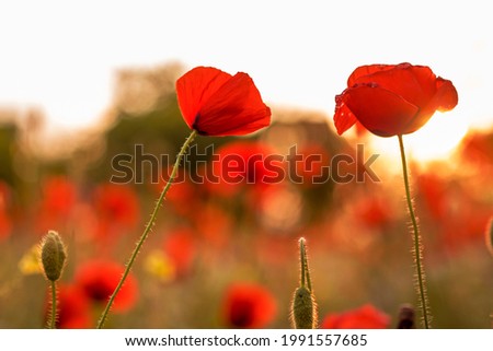 red field poppies on the background of the setting sun. summer wildflowers in the evening sun