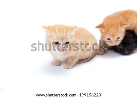 young cats are playing together. Semi-Isolated on white. Nice image for copy space text